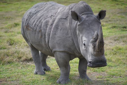 A scenic view of a rhino in a zoo in a daylight