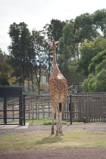 A vertical shot of a giraffe with a long neck in a zoo in a daylight
