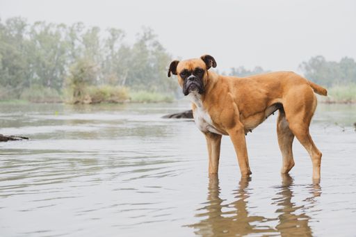 A closeup of a Bullmastiff guard dog on the beach staring at the camera