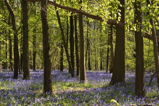 A dense forest with blue flowers and tall trees in Hallerbos, Belgium