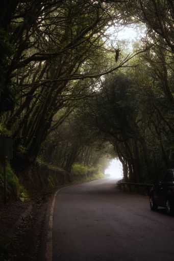 A vertical shot of a highway between forest trees with light at the end