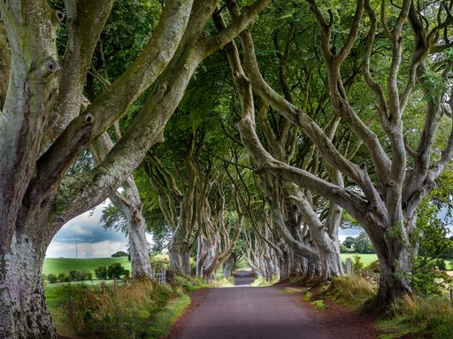 A horizontal shot of a small empty path going through a beautiful park with old curved trees