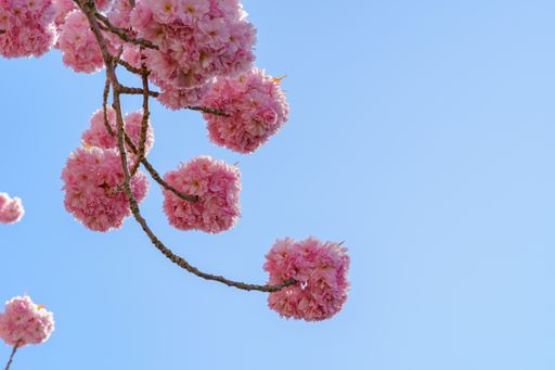 Pink fluffy blossoms of Japanese cherry against blue sky background