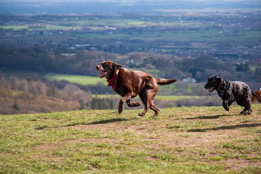 A beautiful shot of Chesapeake Bay Retrievers running in a field, Rivington, Lancashire, England