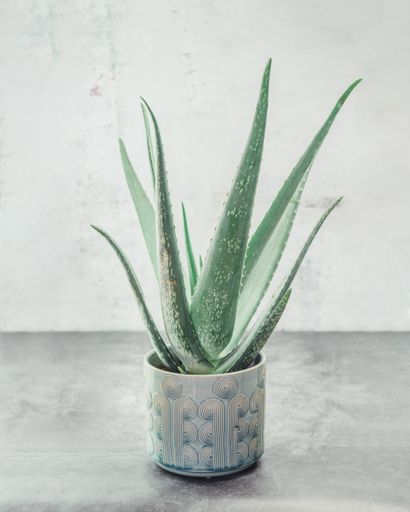 A vertical closeup of the Aloe vera in a pot on the gray textured surface.