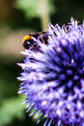 A vertical macro of a bee sitting on violet flower