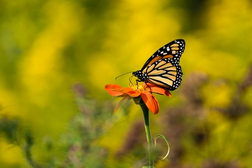 A macro of a beautiful Monarch butterfly sitting on a flower against blurry background