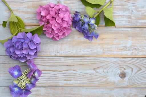 A closeup shot of the colorful Hydrangea flowers isolated on the wooden surface