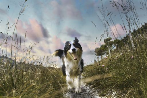 A closeup shot of a Border Collie standing in the field under a cloudy sky