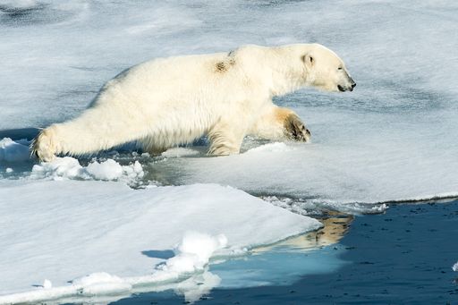 A closeup of the polar bear walking on the ice. Ursus maritimus.