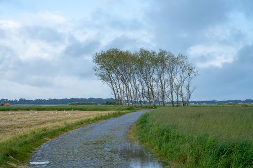 A shot of a beautiful view of the field of Ria de Aveiro with trees and river in Portugal
