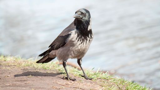 A closeup shot of a hooded crow perched on a ground