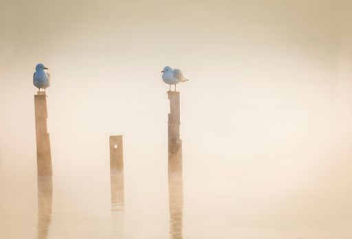 Two red-billed gulls perched on poles surrounded my early morning mist