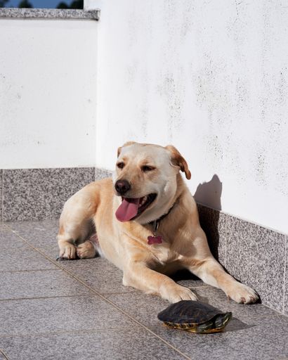 A vertical shot of a dog and a turtle lying on a ground