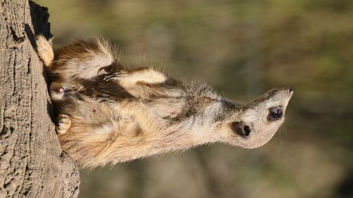 A closeup shot of Meerkat sitting on a rock with blurred background on a sunny day