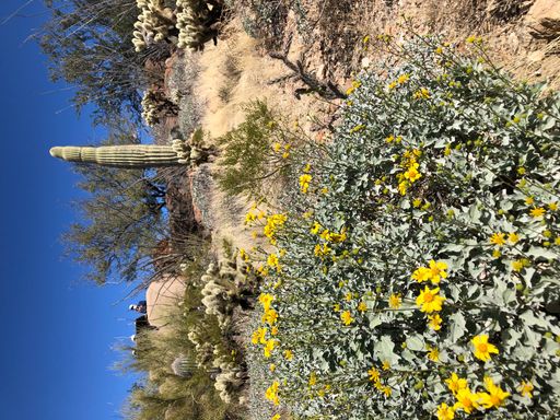 A beautiful view of different types of cactus and plants growing in the garden against blue sky on a sunny day
