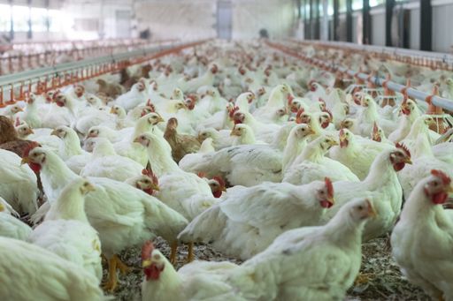 A closeup shot of broiler chickens into the indoor chicken farm
