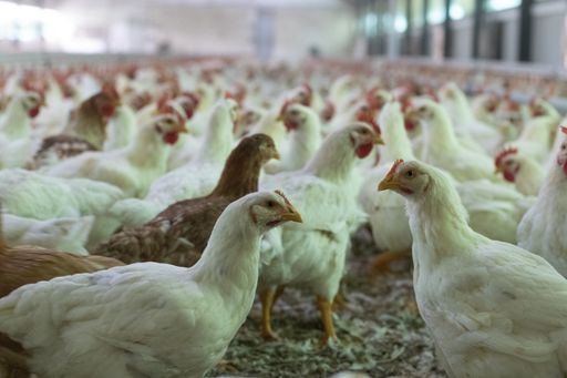 A closeup shot of broiler chickens into the indoor chicken farm