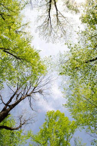 A bottom view of tall trees in a forest against the sky background