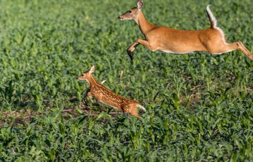 A deer with its child running through a field covered in greenery under the sunlight