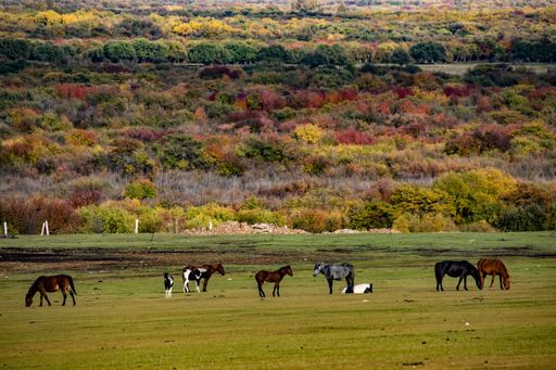 A herd of horses grazing in a grassland with autumn trees background