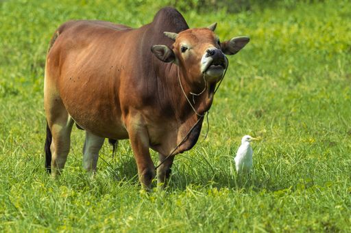A closeup of a cow and a white bird standing together on the green grass