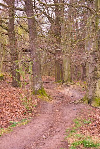 A vertical shot of a path passing through a forest with leafless mossy trees and fallen leaves