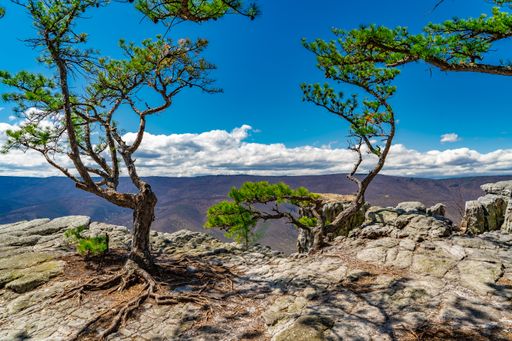 A beautiful shot of trees growing on the edge of a cliff