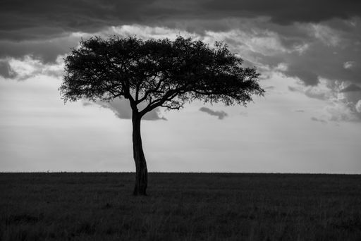 A grayscale shot of a lonely tree