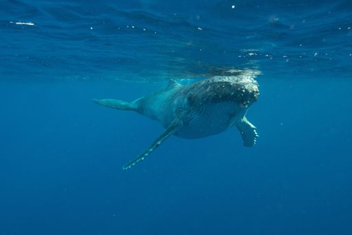 An underwater shot of a humpback whale swimming near the surface