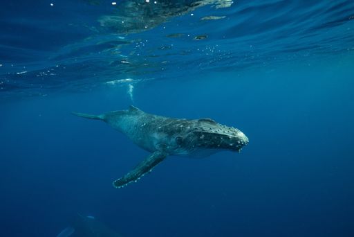 A beautiful underwater shot of a humpback whale swimming near the surface