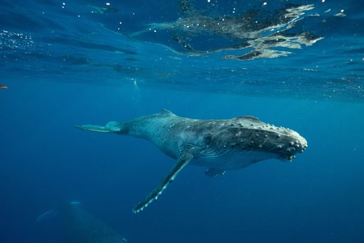 A beautiful underwater shot of a humpback whale swimming near the surface