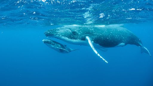 An underwater shot of humpback whales swimming in the Pacific Ocean