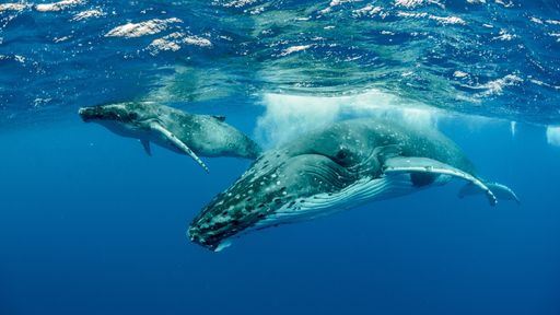 An underwater shot of humpback whales swimming in the Pacific Ocean
