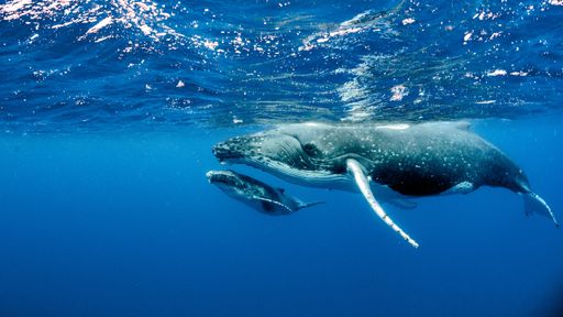 A beautiful underwater shot of two humpback whales swimming near the surface