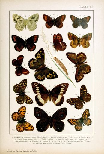 The vertical 19th-century vintage illustration of collectible butterflies on a white background