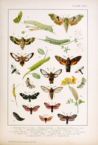 The  vertical 19th-century vintage illustration of collectible butterflies on a white background
