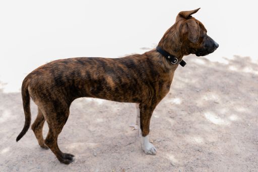 A side view of a Treeing Tennessee Brindle dog standing on the ground