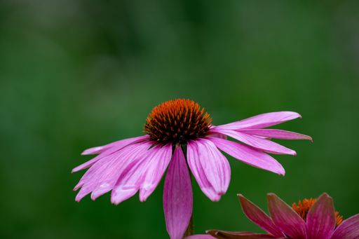 A beautiful view of a cornflower on a blurred background