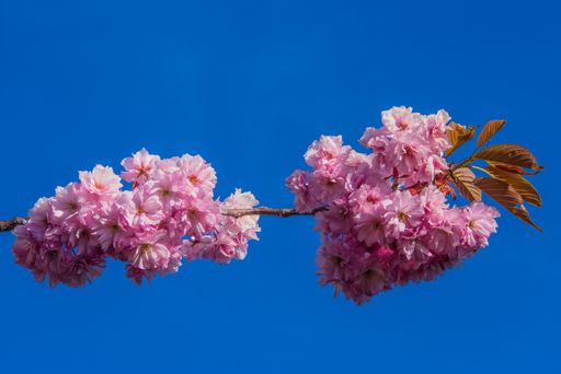 A closeup shot of pink cherry blossom flowers on a branch under a blue sky