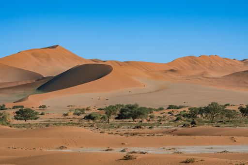 Namibia, the Namib desert, graphic landscape of yellow dunes, rain season