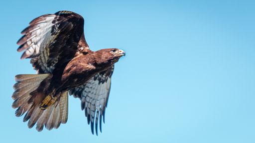 A low angle closeup shot of a golden eagle flying against a blue sky