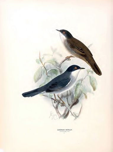 The vertical of 19th century vintage watercolor illustration of birds of Europe