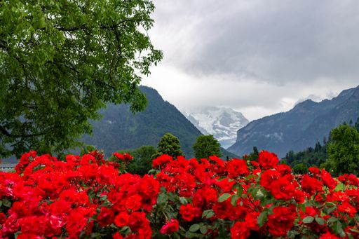 A closeup of the bright red flowers against the background of the Swiss Alps. Jungfrau, Switzerland.