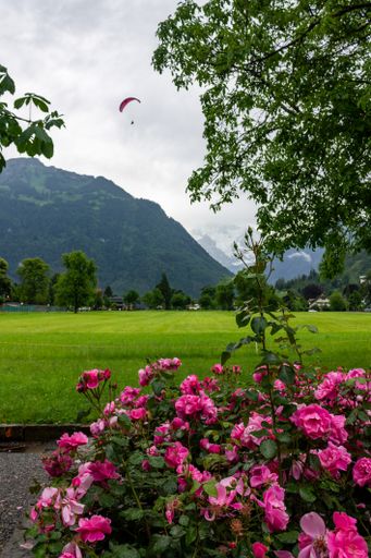 A vertical closeup of pink rose bush in the park against the green mountains. Jungfrau, Switzerland.