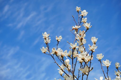 The blooming magnolia against a cloudy sky