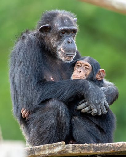 A vertical shot of a cute Chimpanzee hugging its baby