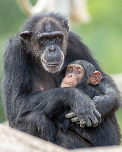 A vertical shot of a cute Chimpanzee hugging its baby