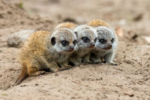 A closeup shot of three young meerkats in the nature