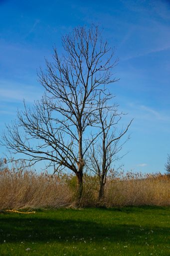 A vertical shot of a tree in a field under the spring sunlight and a blue sky - mibu